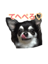 Sticker of a chihuahua sticker #14886521