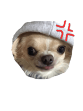 Sticker of a chihuahua sticker #14886523