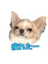 Sticker of a chihuahua sticker #14886524