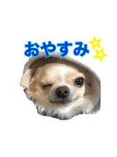 Sticker of a chihuahua sticker #14886525
