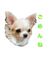 Sticker of a chihuahua sticker #14886526