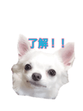 Sticker of a chihuahua sticker #14886528