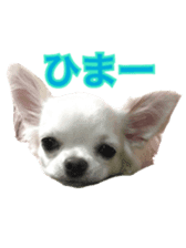 Sticker of a chihuahua sticker #14886530