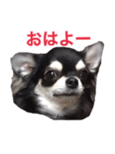 Sticker of a chihuahua sticker #14886532