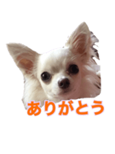 Sticker of a chihuahua sticker #14886533
