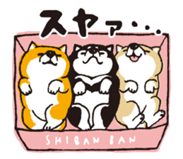 SHIBANBAN sticker #14887034