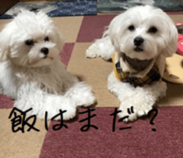 Gormart family 1 sticker #14889163