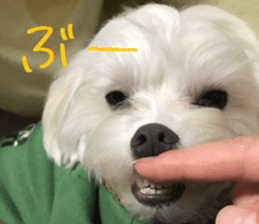 Gormart family 1 sticker #14889165