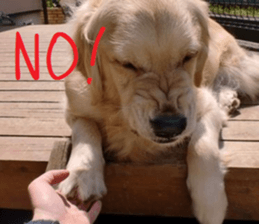 Gormart family 1 sticker #14889173