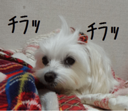 Gormart family 1 sticker #14889179