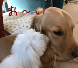 Gormart family 1 sticker #14889195