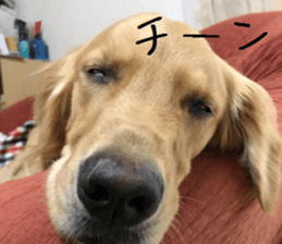 Gormart family 1 sticker #14889196