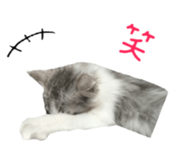 cat of cure Facial expressions sticker #14890118