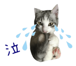 cat of cure Facial expressions sticker #14890119