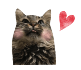 cat of cure Facial expressions sticker #14890120