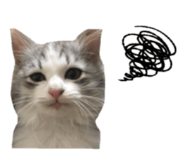 cat of cure Facial expressions sticker #14890121