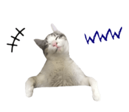 cat of cure Facial expressions sticker #14890126