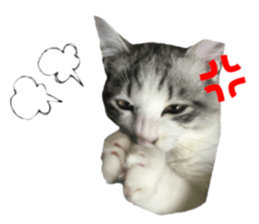 cat of cure Facial expressions sticker #14890127