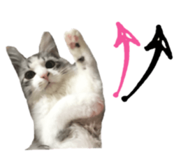 cat of cure Facial expressions sticker #14890130
