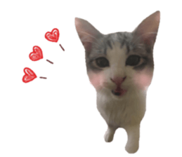 cat of cure Facial expressions sticker #14890131