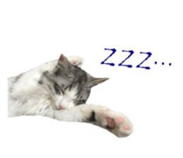 cat of cure Facial expressions sticker #14890132