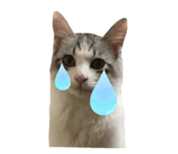 cat of cure Facial expressions sticker #14890133