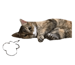 cat of cure Facial expressions sticker #14890134