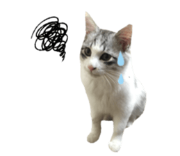 cat of cure Facial expressions sticker #14890135