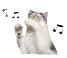 cat of cure Facial expressions sticker #14890136