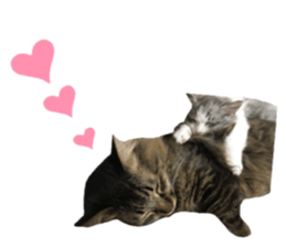 cat of cure Facial expressions sticker #14890137