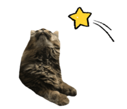 cat of cure Facial expressions sticker #14890139