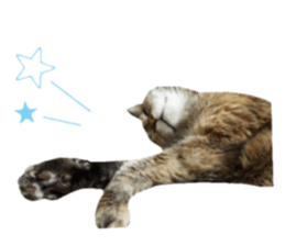 cat of cure Facial expressions sticker #14890140