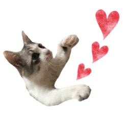 cat of cure Facial expressions sticker #14890141