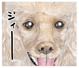 Anna is a mother of toy poodles sticker #14890410