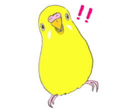 Colorful budgies sticker #14903287