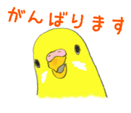 Colorful budgies sticker #14903293