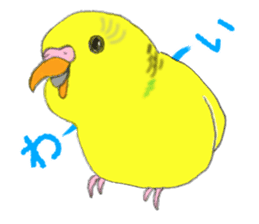 Colorful budgies sticker #14903295