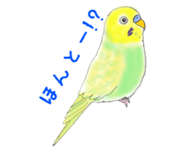 Colorful budgies sticker #14903297