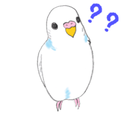 Colorful budgies sticker #14903300