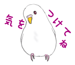 Colorful budgies sticker #14903304
