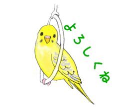 Colorful budgies sticker #14903305