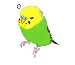 Colorful budgies sticker #14903312