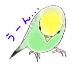 Colorful budgies sticker #14903314