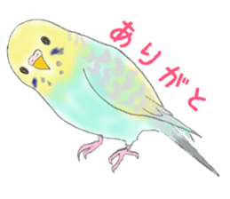 Colorful budgies sticker #14903319