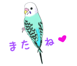 Colorful budgies sticker #14903322