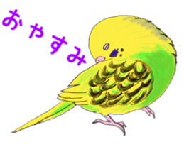 Colorful budgies sticker #14903325