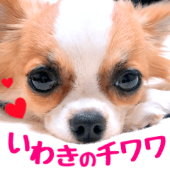 IWAKI CHIHUAHUA