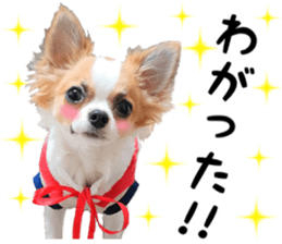 IWAKI CHIHUAHUA sticker #14905542