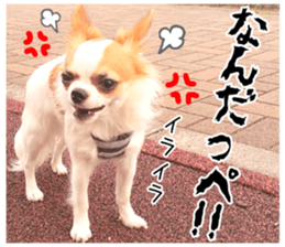 IWAKI CHIHUAHUA sticker #14905543