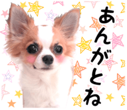 IWAKI CHIHUAHUA sticker #14905544